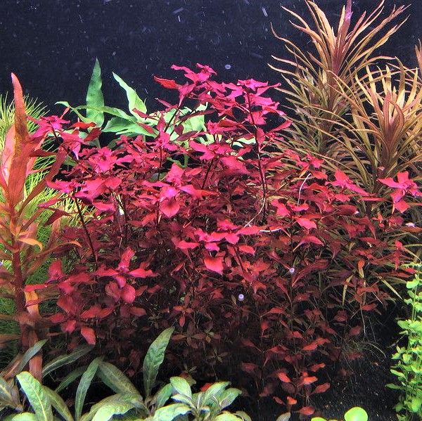 Ludwigia palustris red in pot